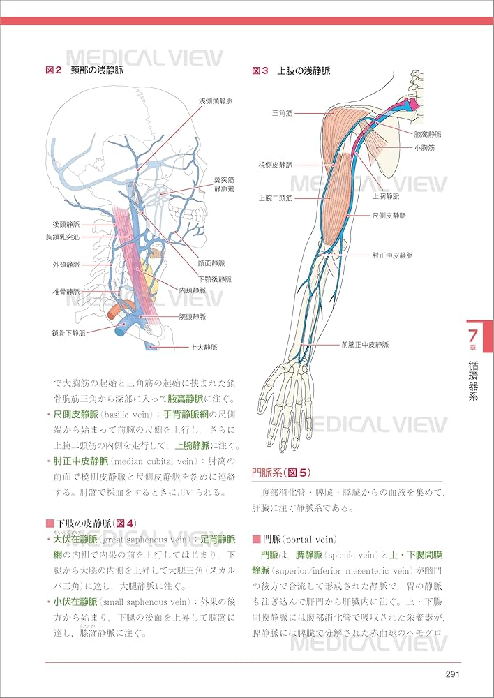 解剖学 (Crosslink basic リハビリテーションテキスト) | 小澤